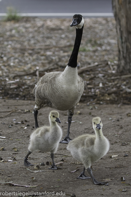 canada geese